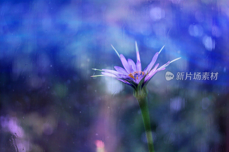 Salsify Flower (Tragopogon)外面透过雨玻璃